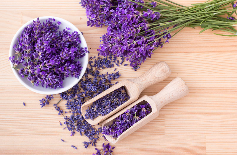 Hoa Oải Hương